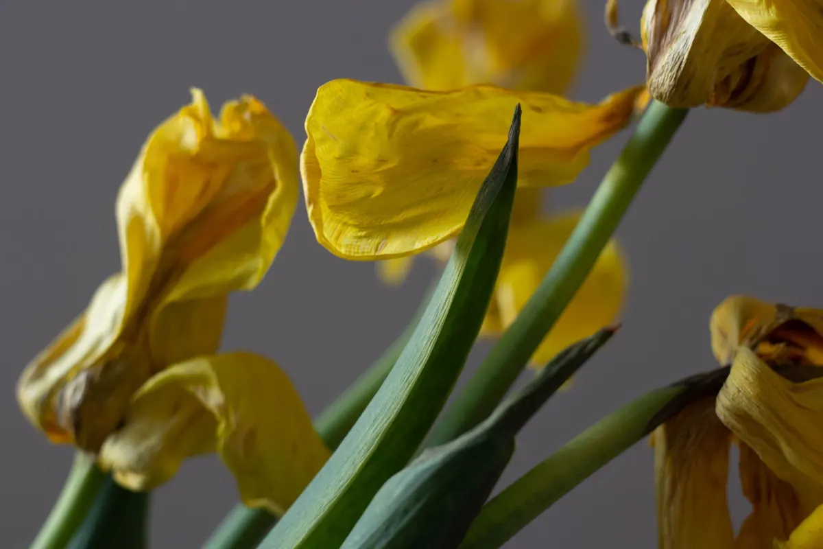 10 Common Garden Flag Mistakes That Cause Fading and Tearing